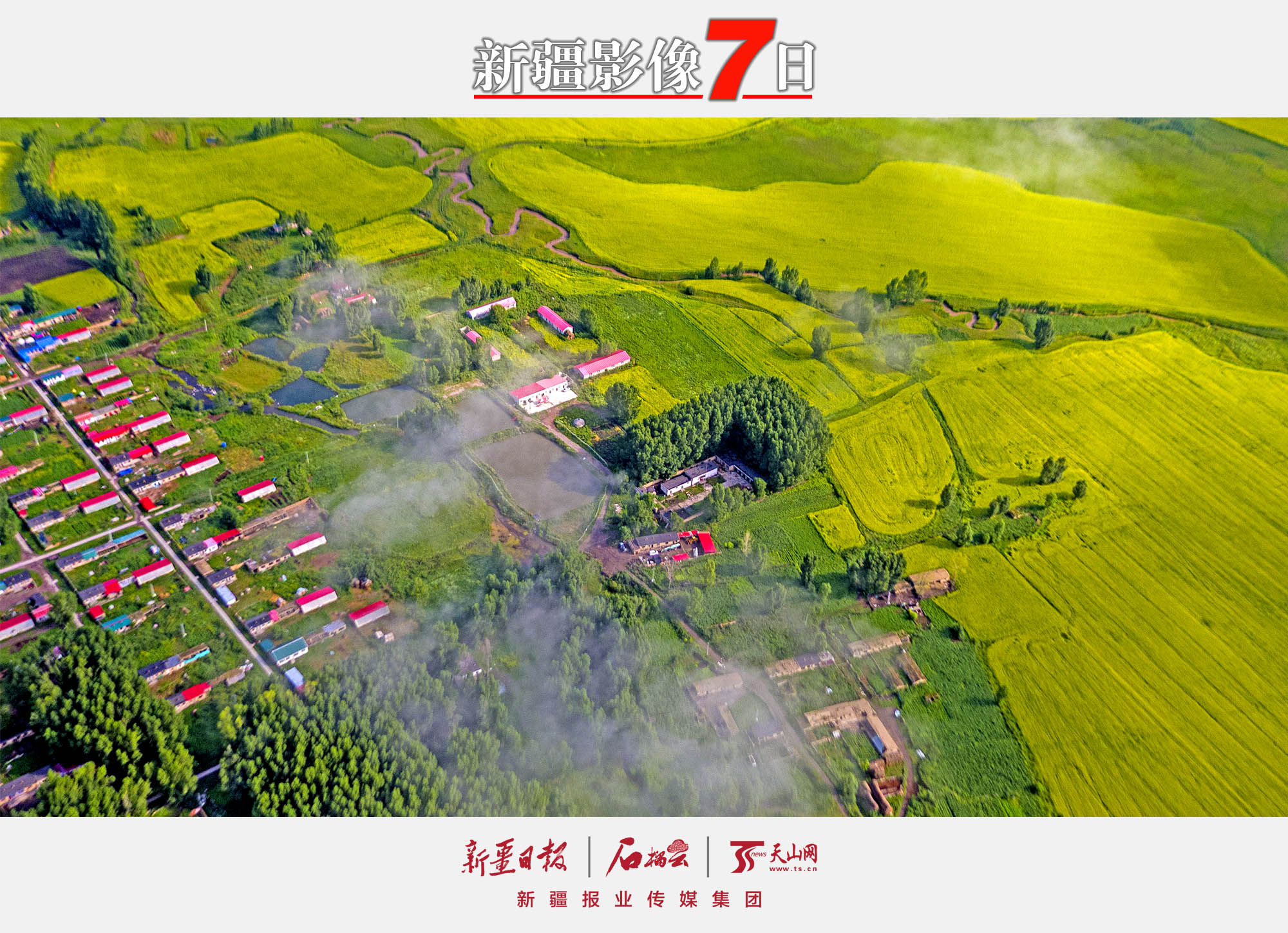7月13日，在昭蘇縣洪納海鎮(zhèn)附近的油菜花海（無人機(jī)拍攝）。昭蘇縣是新疆重要的油菜種植基地，油菜種植面積50萬畝左右，每年7月中旬前后，一望無際的油菜花海猶如一條條金色的織毯將昭蘇大草原裝扮的分外美麗。李文武攝