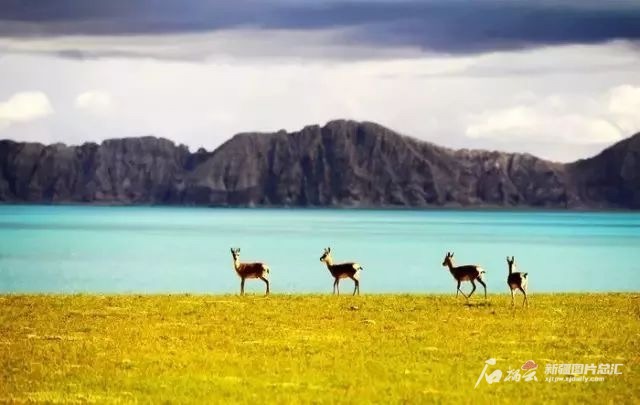 阿爾金山國家級自然保護區(qū)美景。保護區(qū)提供