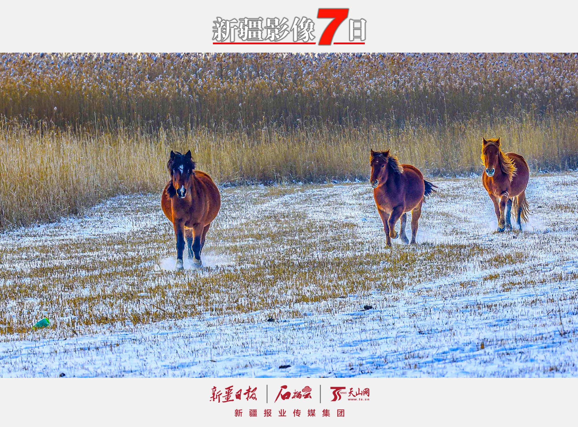12月7日，駿馬在那拉提國家濕地公園的雪地上奔跑。大雪節(jié)氣，新源縣那拉提國家濕地公園銀裝素裹，奔馳的駿馬為寂靜的雪原平添一份活力。 張文庭攝