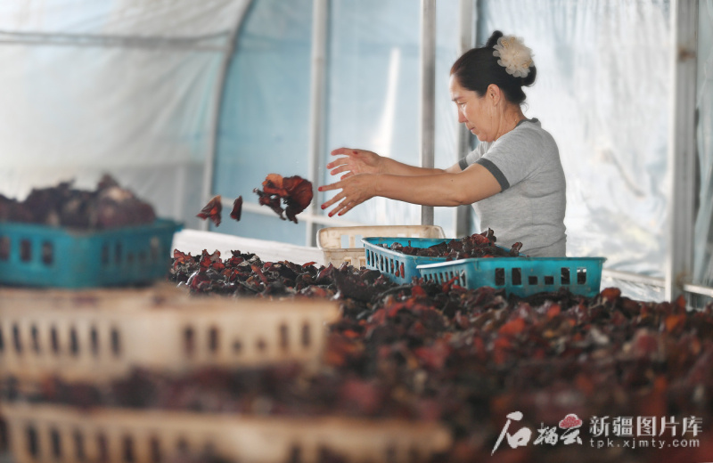 工人在疏勒縣“魯疆情”食用菌生態(tài)科技示范園智能大棚里分揀食用菌。