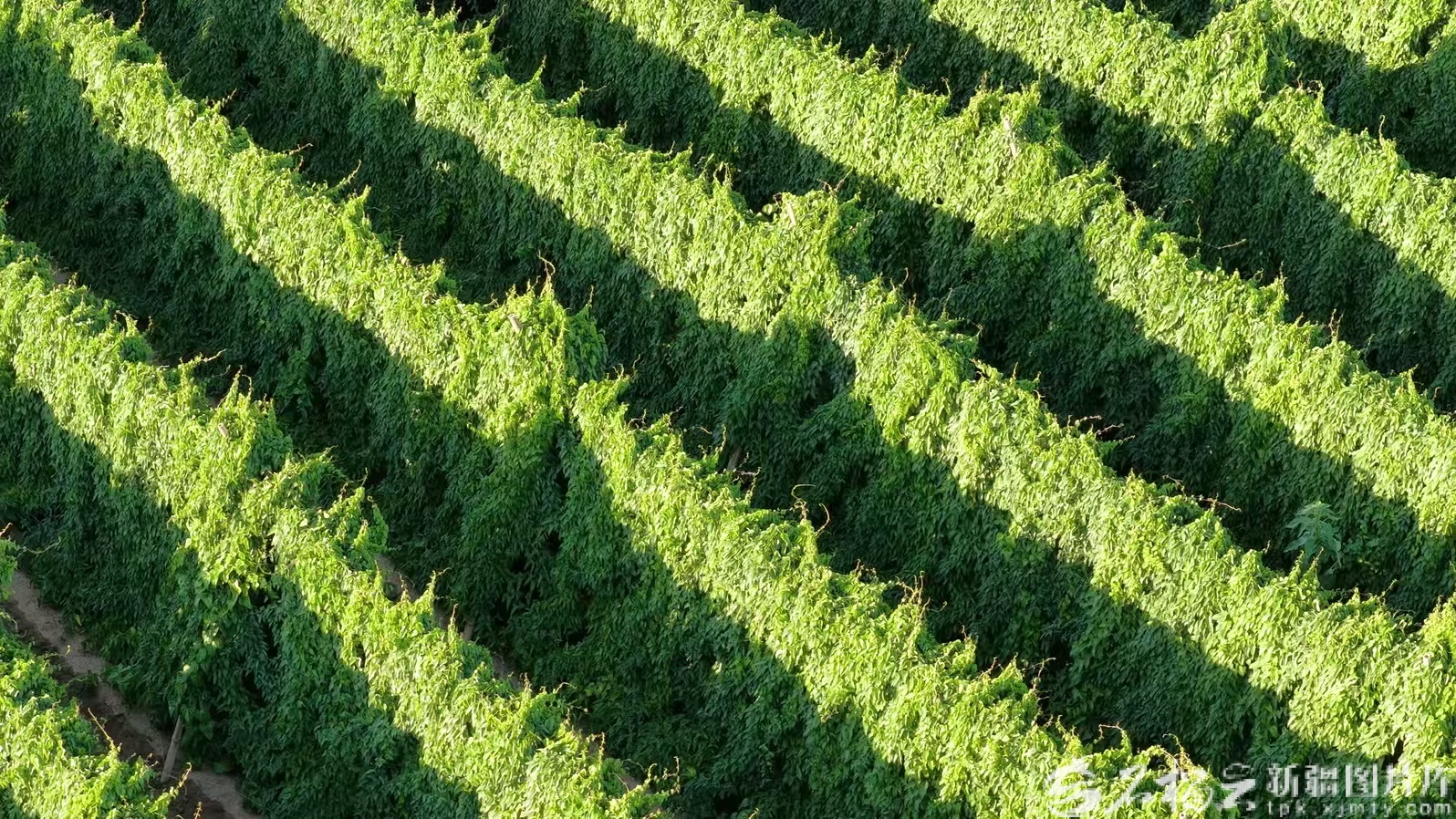 mmexport1763286352662