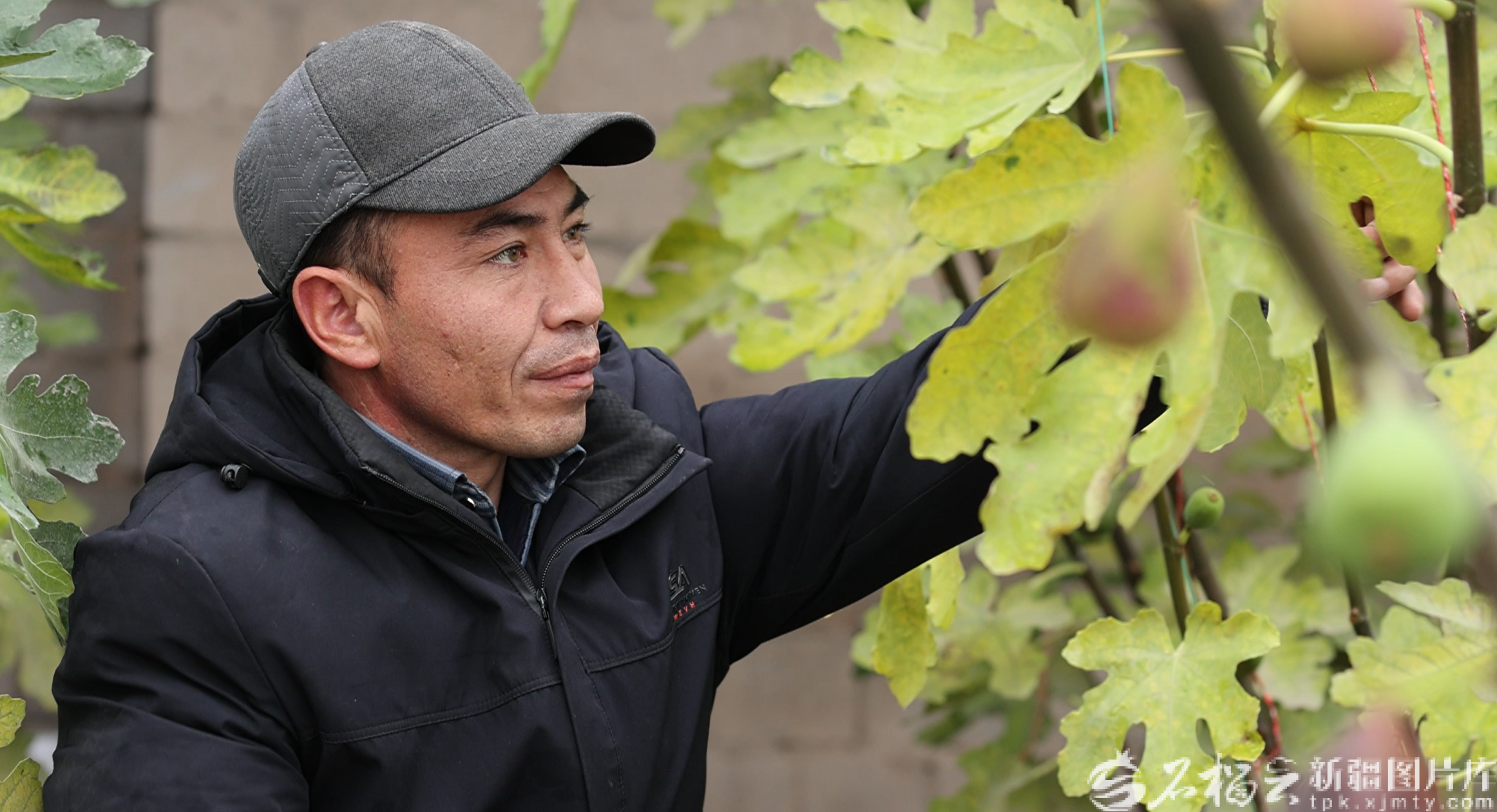 圖為無花果大棚內(nèi)種植戶管護(hù)植株