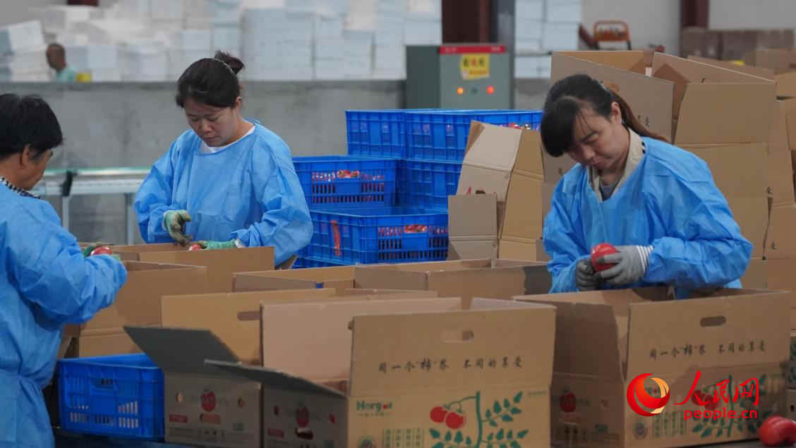 工人正在分揀、裝箱。人民網(wǎng) 李龍攝