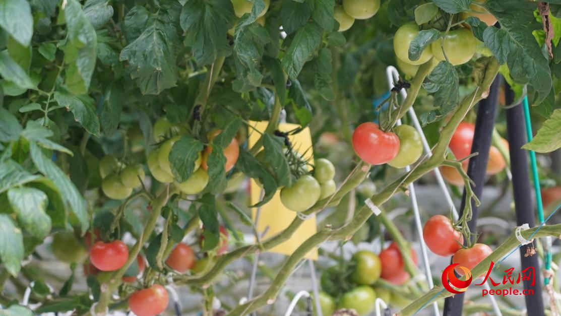 種植的大果番茄，每穗可結(jié)果四五個。人民網(wǎng) 李龍攝